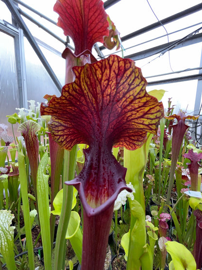 Sarracenia x Chaos (Shipped Bare-Root)