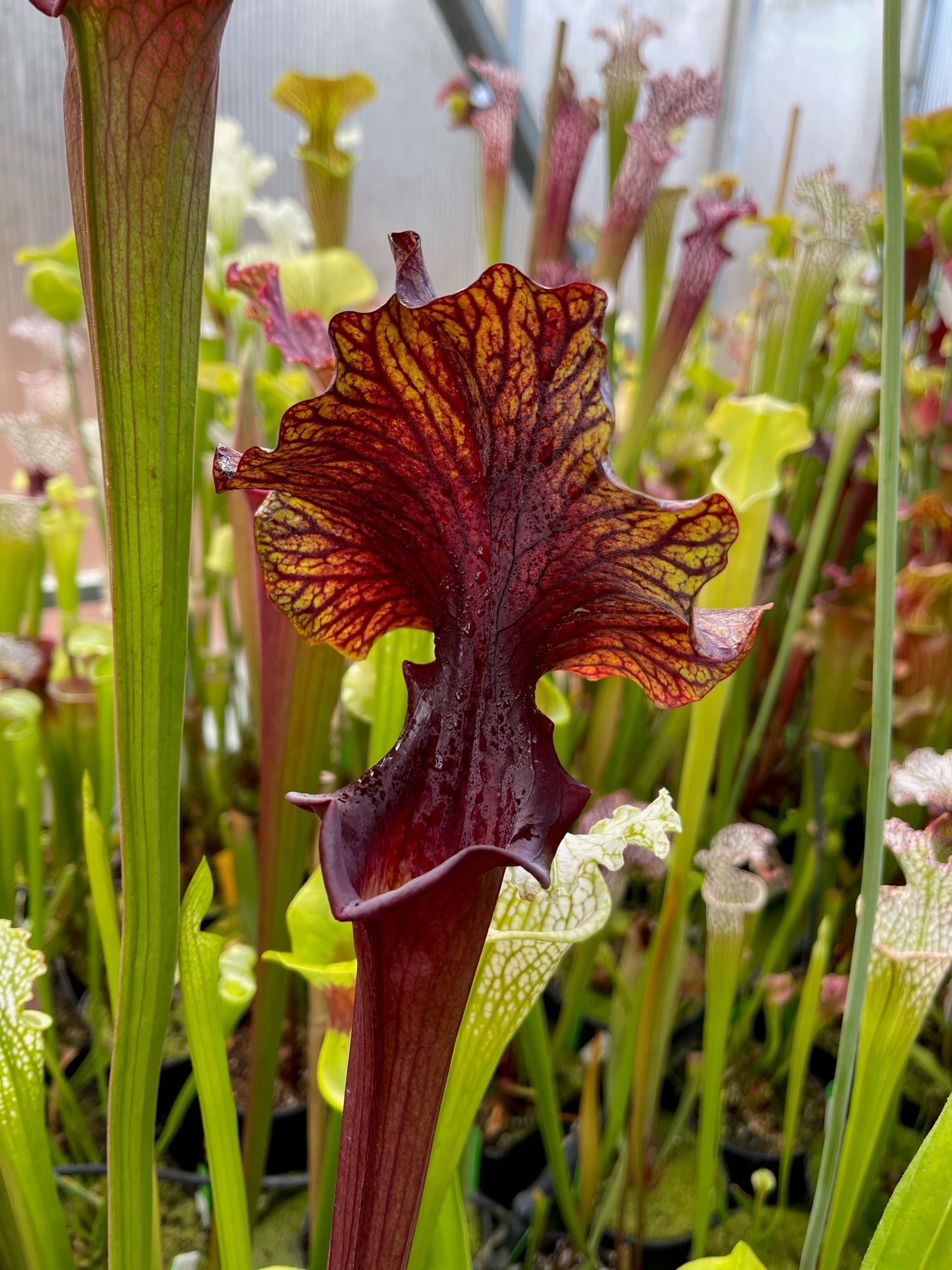 Sarracenia x Chaos (Shipped Bare-Root)