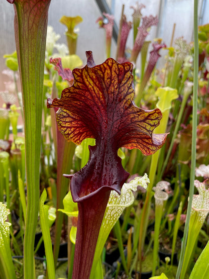 Sarracenia x Chaos (Shipped Bare-Root)