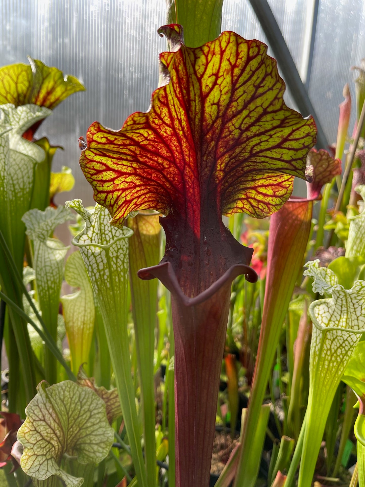 Sarracenia x Chaos (Shipped Bare-Root)