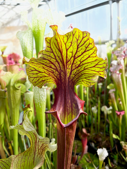 Sarracenia x Chaos (Shipped Bare-Root)