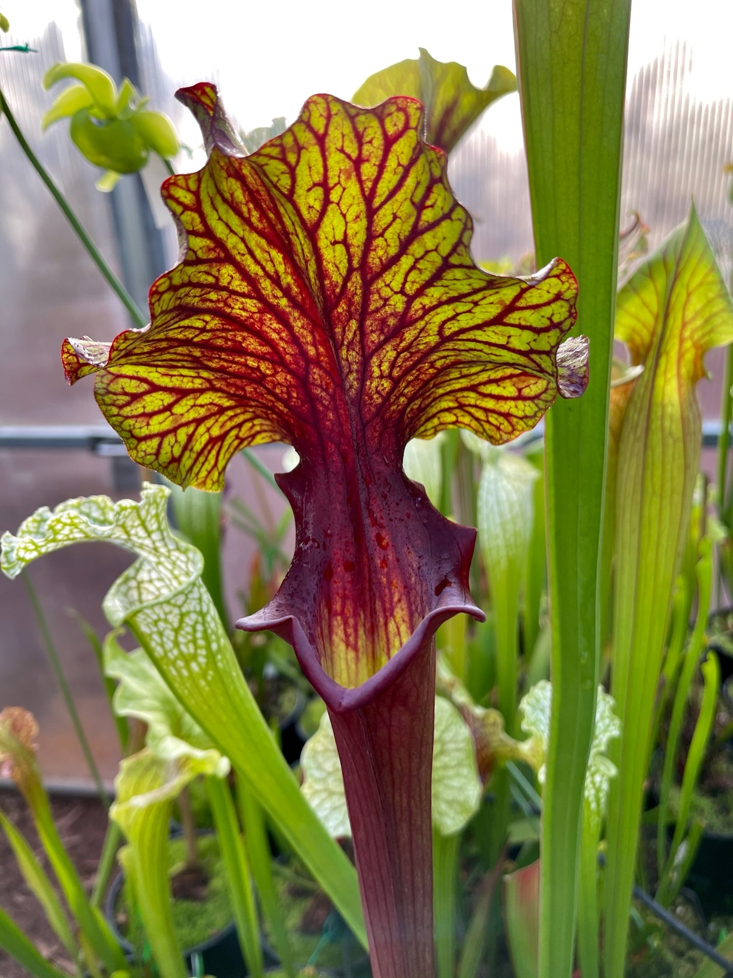 Sarracenia x Chaos (Shipped Bare-Root)