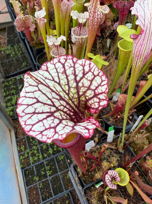 Sarracenia x Cherries Jubilee - Small (Shipped Bare-Root)
