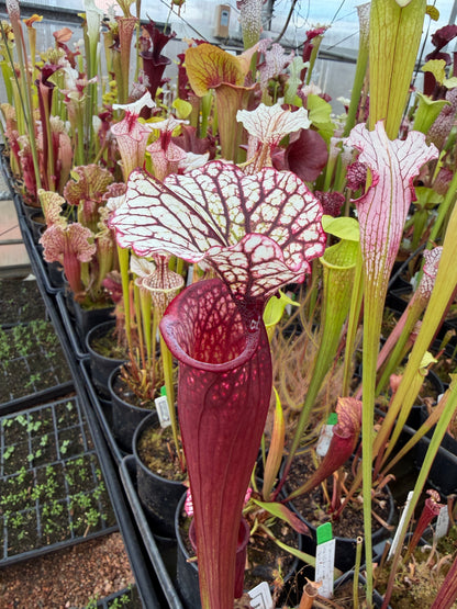 Sarracenia x Cherries Jubilee - Small (Shipped Bare-Root)