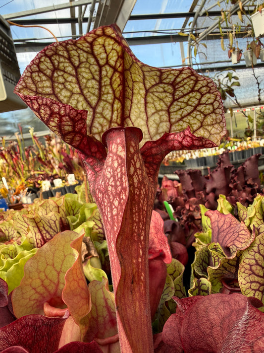 Sarracenia x courtii x Adrian Slack (Shipped Bare-Root)