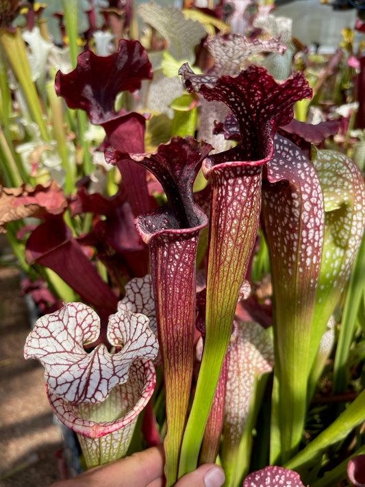 Sarracenia x Crackling Rose JC (Shipped Bare-Root)