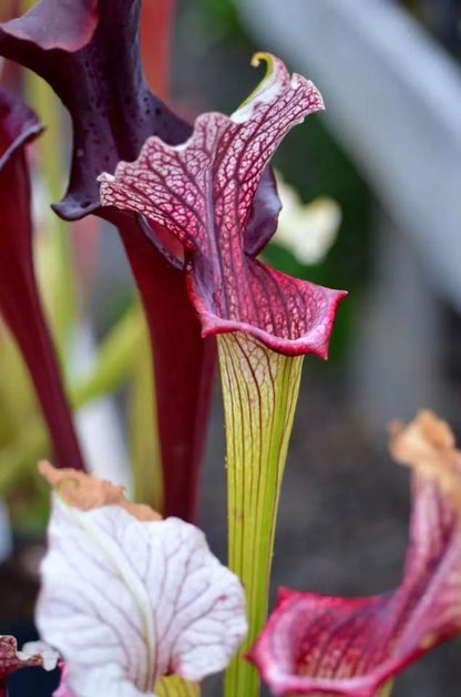 Sarracenia x Crown of Thorns (Shipped Bare-Root)