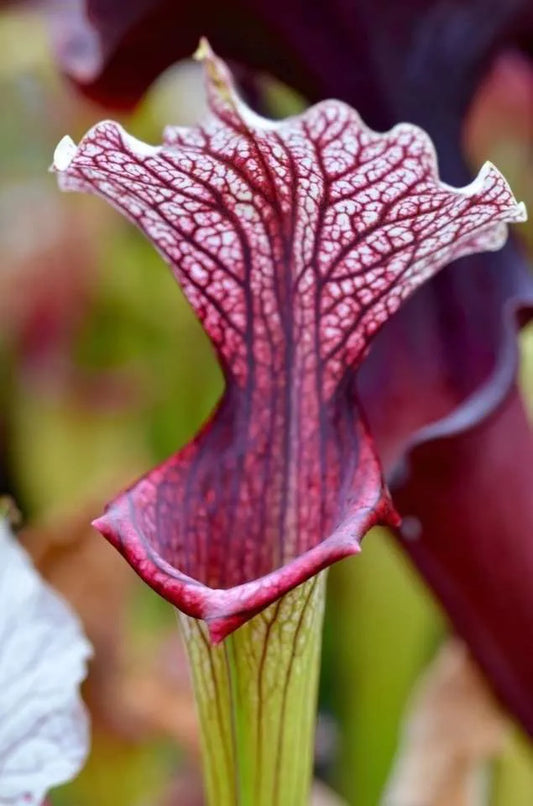 Sarracenia x Crown of Thorns (Shipped Bare-Root)