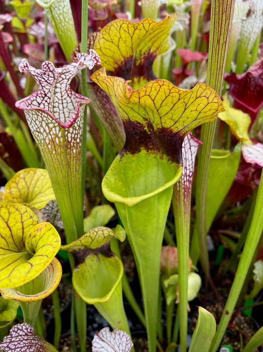 Sarracenia x Deep Throat x Adrian Slack 1 best (Shipped Bare-Root)