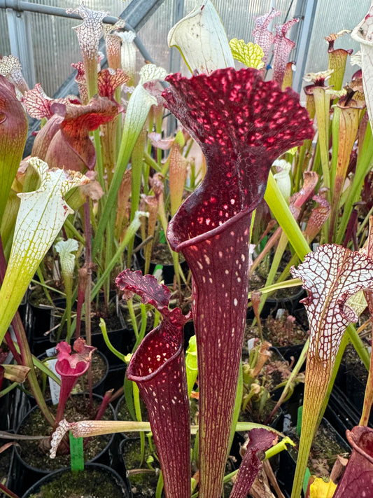 Sarracenia x Dimitri Gaunie cross Furna (Shipped Bare-Root)