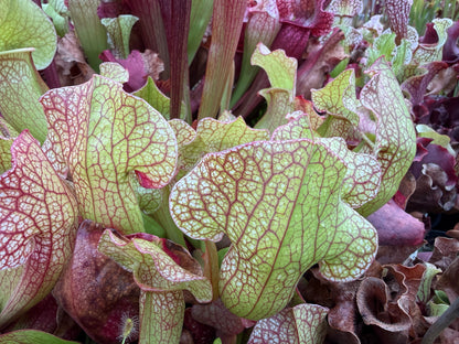 Sarracenia x Dixie Lace x unknown (Shipped Bare-Root)