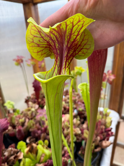Sarracenia x Doreen's Colossus x flava choc top Jerry A. (Shipped Bare-Root)