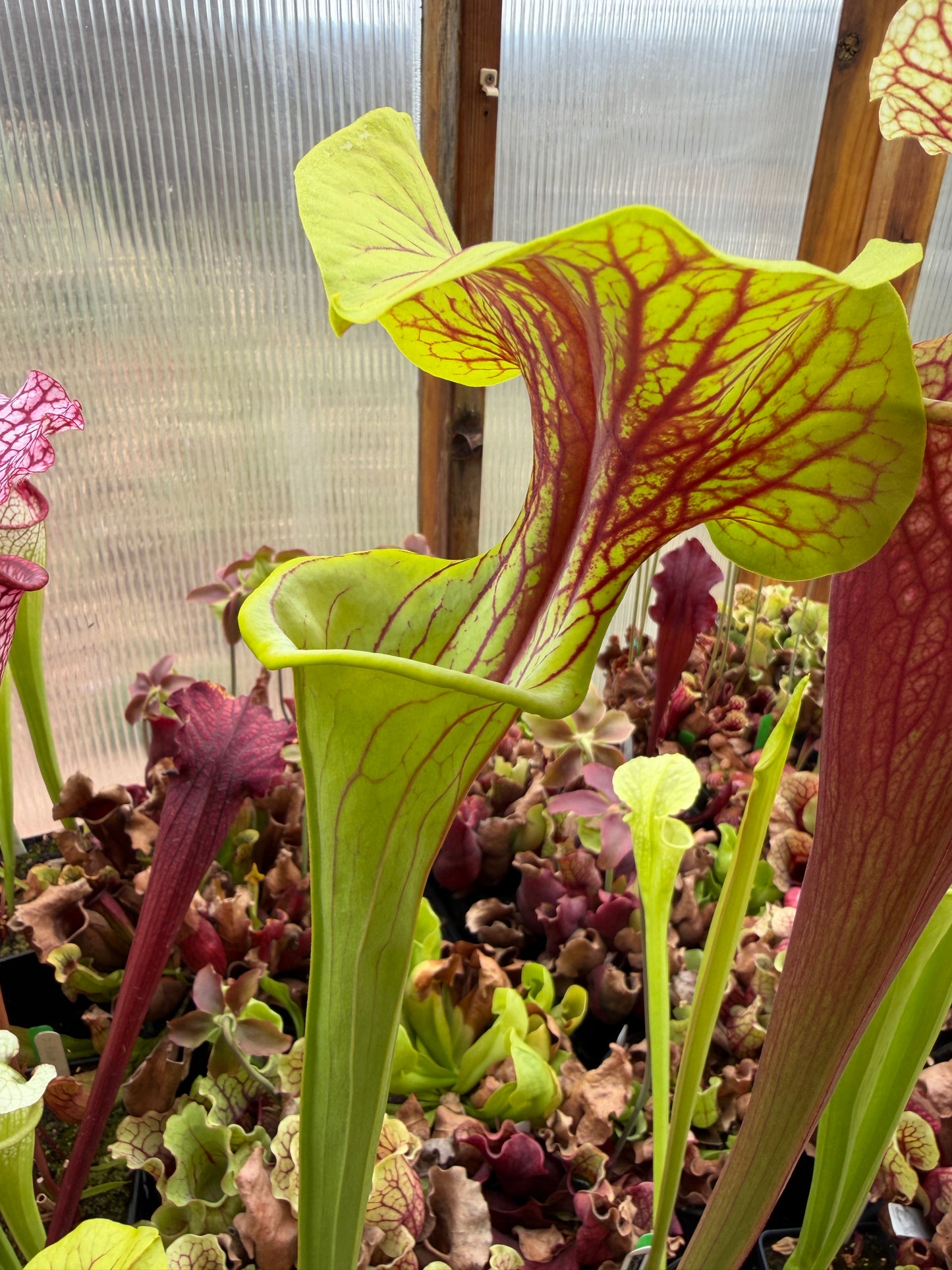 Sarracenia x Doreen's Colossus x flava choc top Jerry A. (Shipped Bare-Root)