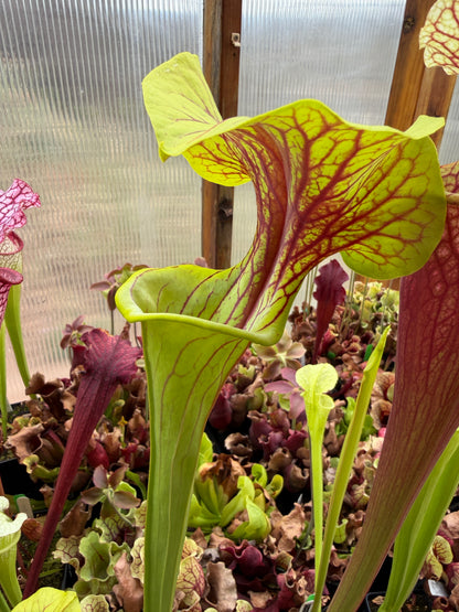 Sarracenia x Doreen's Colossus x flava choc top Jerry A. (Shipped Bare-Root)