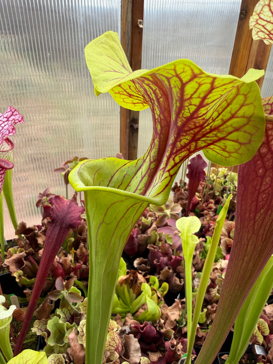 Sarracenia x Doreen's Colossus x flava choc top Jerry A. (Shipped Bare-Root)