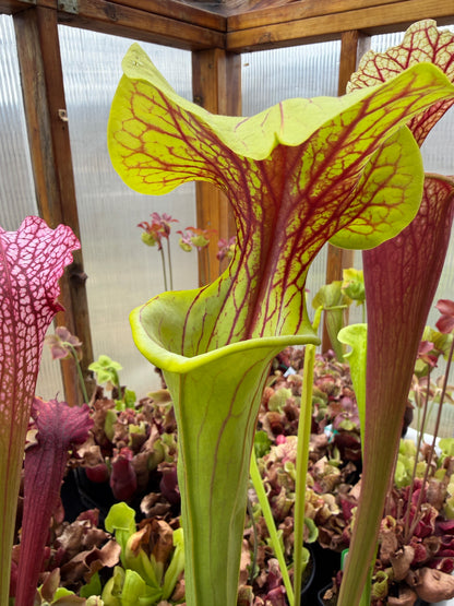 Sarracenia x Doreen's Colossus x flava choc top Jerry A. (Shipped Bare-Root)