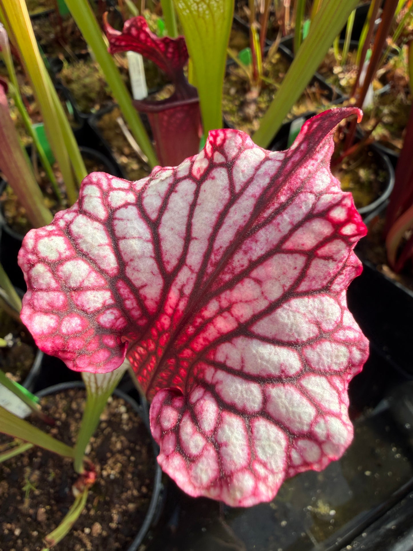 Sarracenia x Dreamcatcher Sister Of Bloody Punch (Was HR-S18) (Shipped Bare-Root)