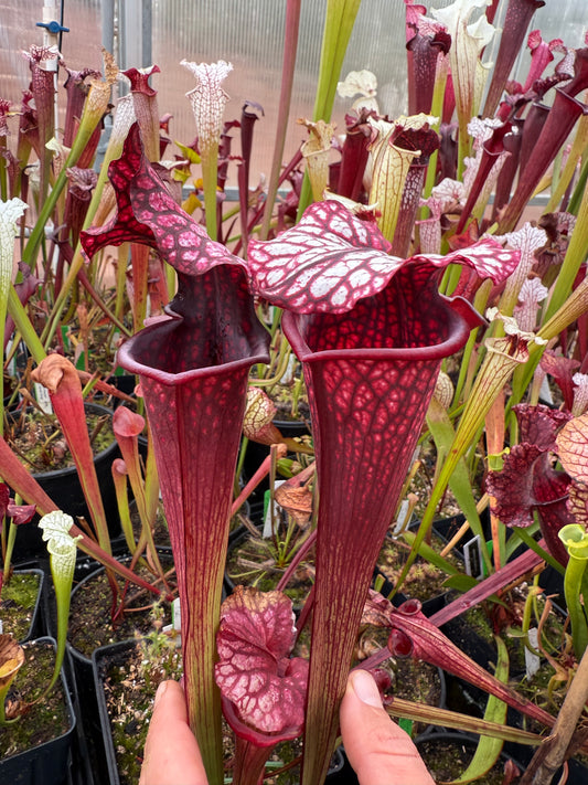 Sarracenia x Dreamcatcher Sister Of Bloody Punch (Was HR-S18) (Shipped Bare-Root)
