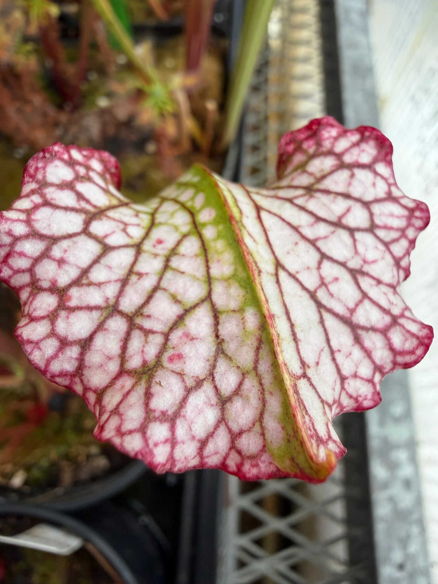 Sarracenia x Drew McClain x King Cobra clone #1 - Small (Shipped Bare-Root)