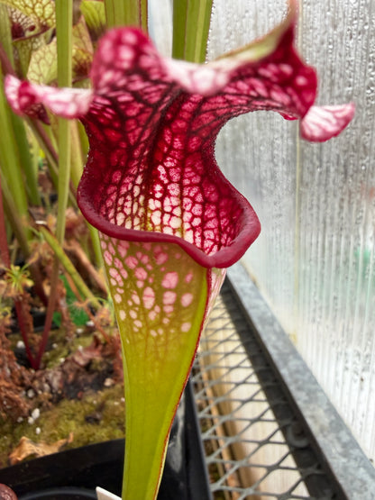Sarracenia x Drew McClain x King Cobra clone #1 - Small (Shipped Bare-Root)