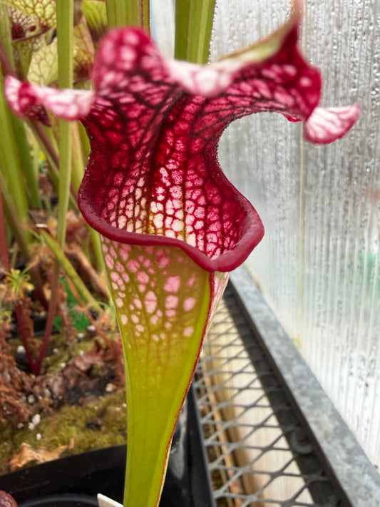 Sarracenia x Drew McClain x King Cobra clone #1 - Small (Shipped Bare-Root)