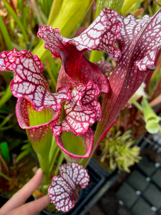 Sarracenia x Drew McClain (Shipped Bare-Root)