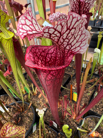 Sarracenia x Elaine's Fire & Ice (Shipped Bare-Root)