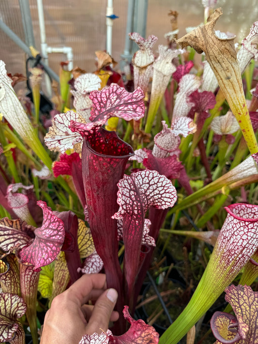 Sarracenia x Elaine's Fire & Ice (Shipped Bare-Root)