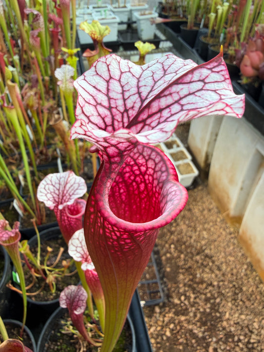 Sarracenia x Ellie Wang (Shipped Bare-Root)