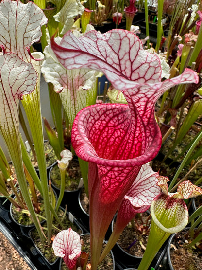 Sarracenia x Ellie Wang (Shipped Bare-Root)
