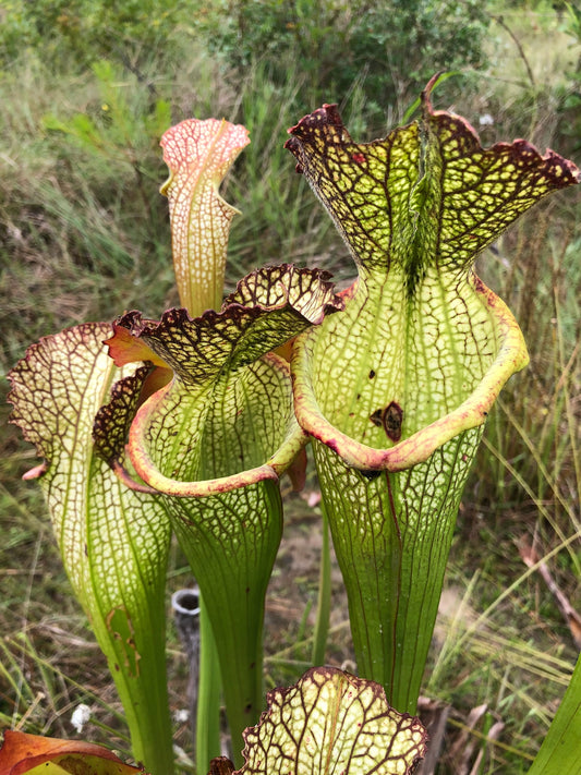 Sarracenia x Elvis Wilkerson (Shipped Bare-Root)