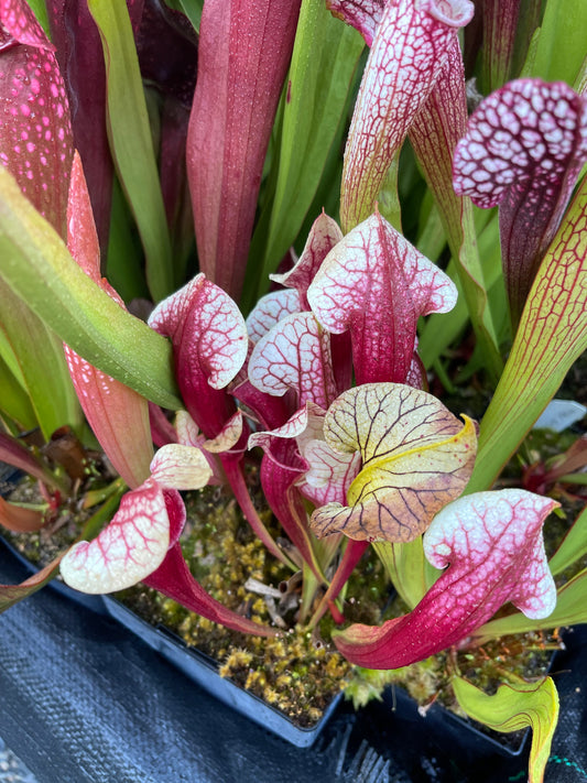 Sarracenia x Eva (Shipped Bare-Root)