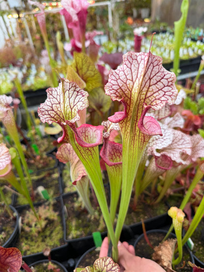 Sarracenia x Fire Pussy (Shipped Bare-Root)