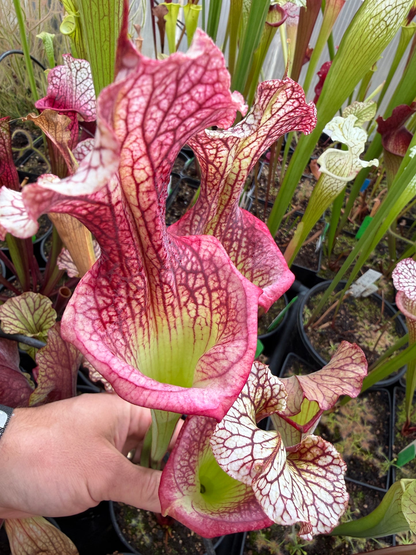 Sarracenia x Fire Pussy (Shipped Bare-Root)