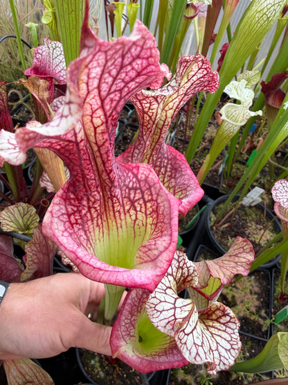 Sarracenia x Fire Pussy (Shipped Bare-Root)