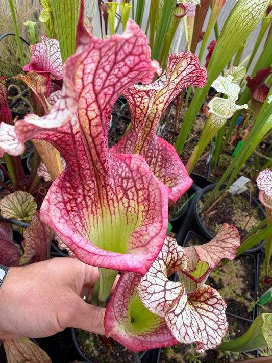 Sarracenia x Fire Pussy (Shipped Bare-Root)
