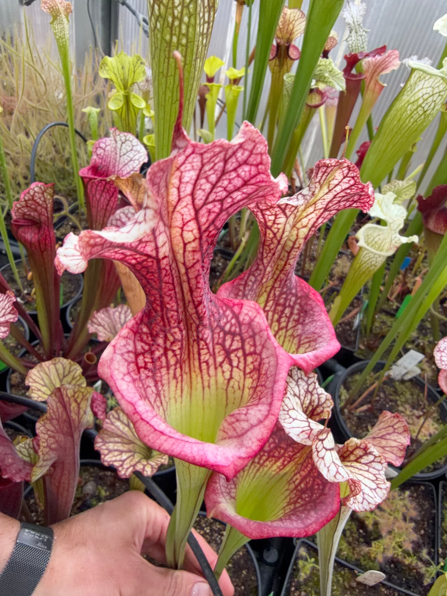 Sarracenia x Fire Pussy (Shipped Bare-Root)