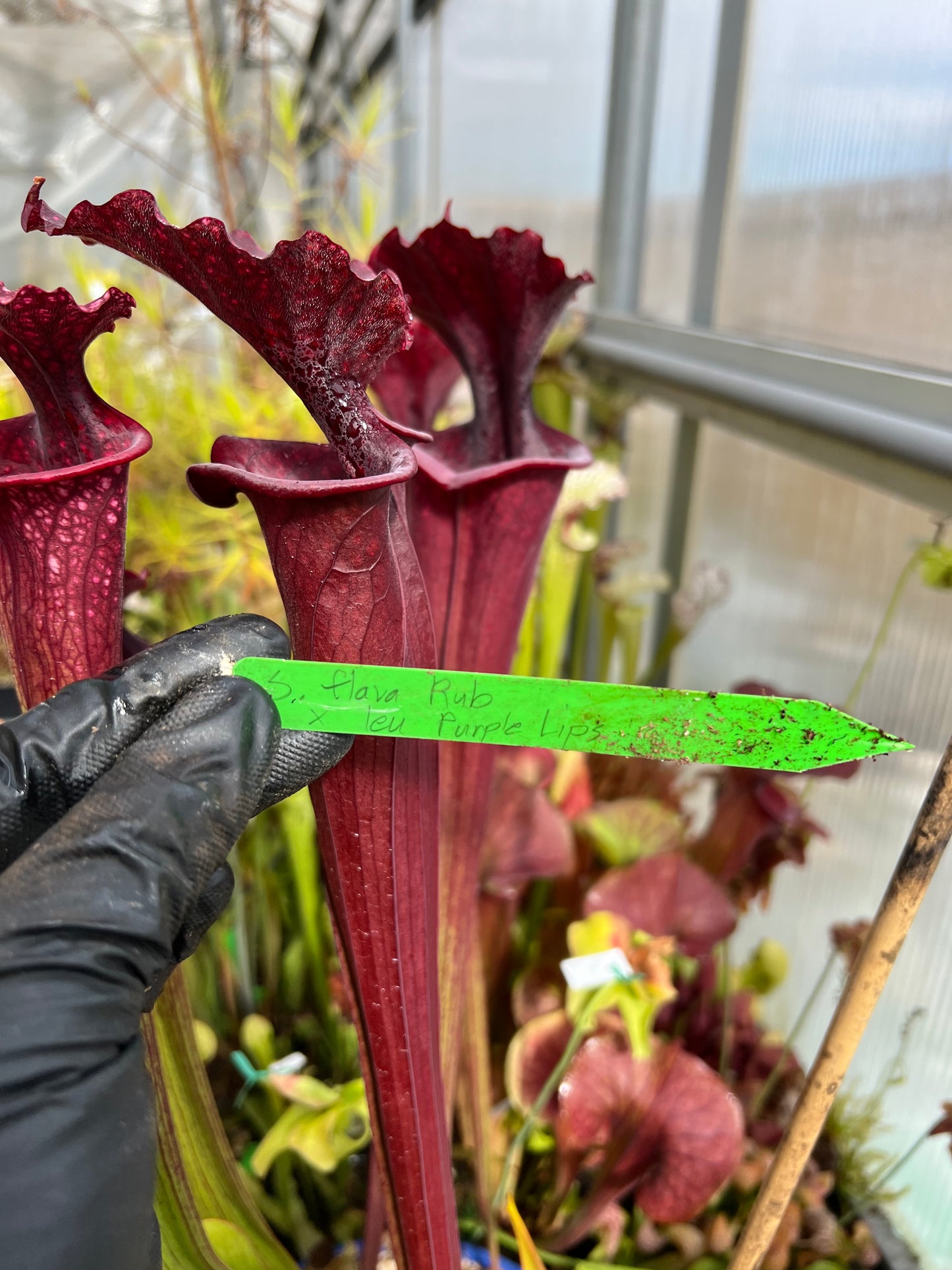 Sarracenia x flava Rubricorpora x leucophylla Purple Lips DP (Shipped Bare-Root)