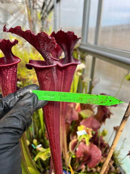 Sarracenia x flava Rubricorpora x leucophylla Purple Lips DP (Shipped Bare-Root)
