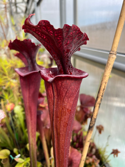 Sarracenia x flava Rubricorpora x leucophylla Purple Lips DP (Shipped Bare-Root)