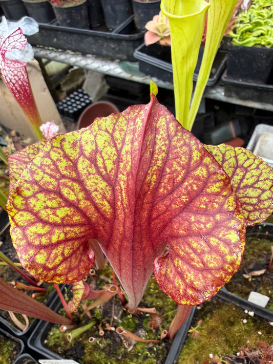Sarracenia x (flava x oreophylla) x Chinook Jerry A.