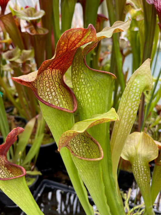 Sarracenia x Frogman (Shipped Bare-Root)