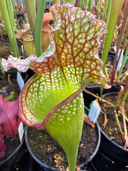 Sarracenia x Green Monster x purpurea antho free (Shipped Bare-Root)