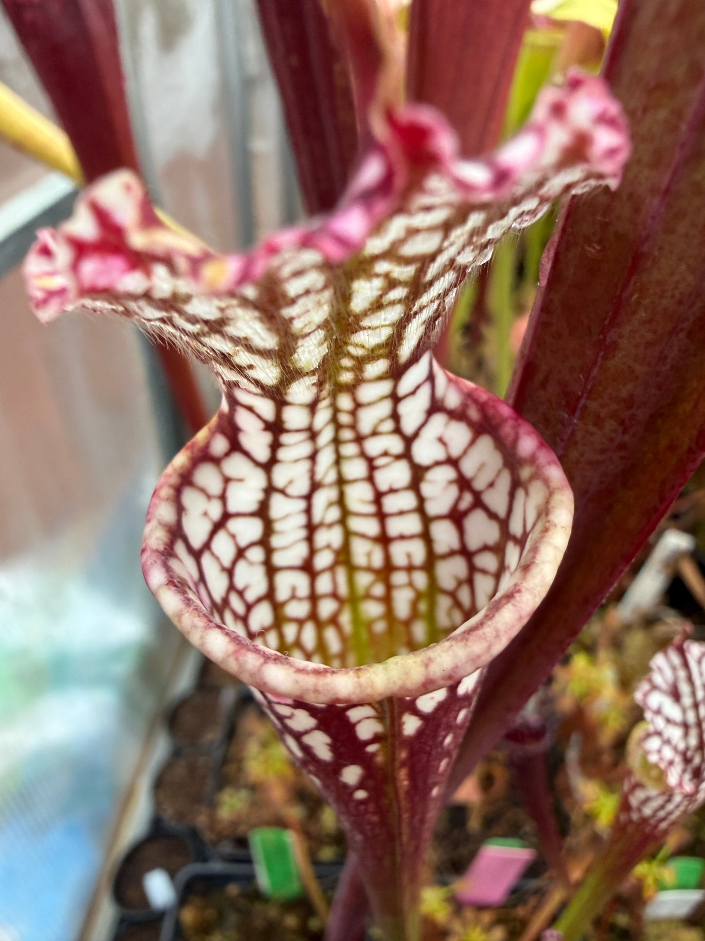 Sarracenia x Hawaiian Ice - Small (Shipped Bare-Root)