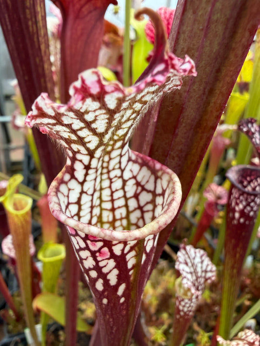 Sarracenia x Hawaiian Ice - Small (Shipped Bare-Root)