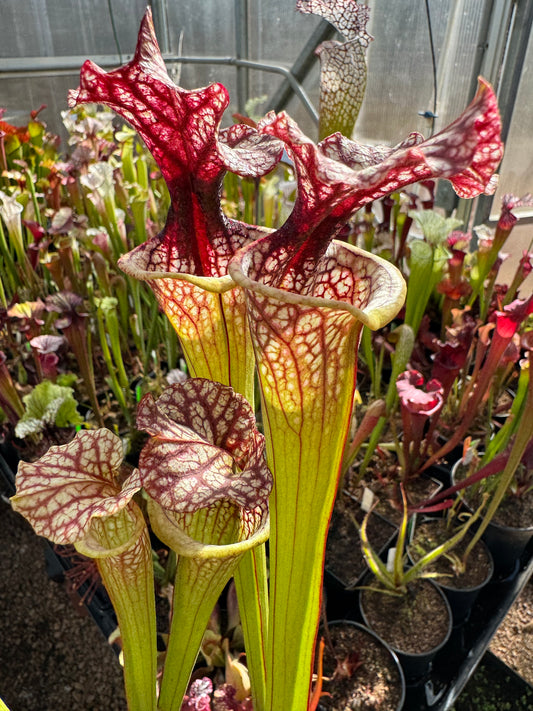 Sarracenia x Hot Lips x Berry Pastry #1 - Small (Shipped Bare-Root)