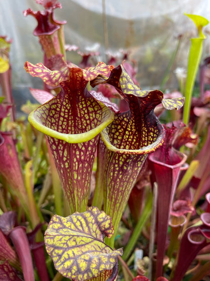Sarracenia x Hot Lips x Berry Pastry #3 (Shipped Bare-Root)