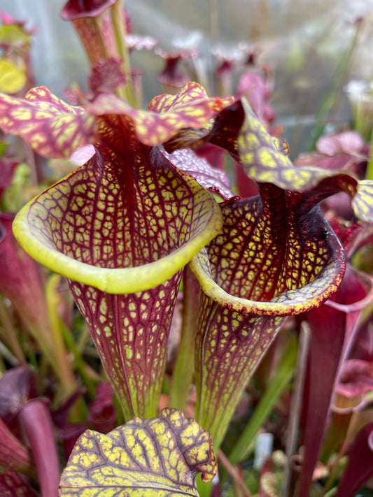 Sarracenia x Hot Lips x Berry Pastry #3 (Shipped Bare-Root)