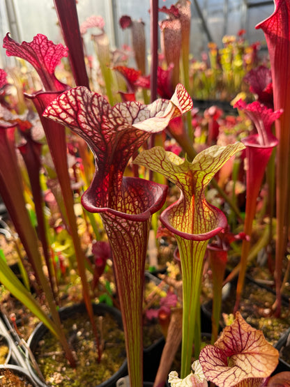 Sarracenia x HR-S06 Sister Of Bloody Punch (Shipped Bare-Root)