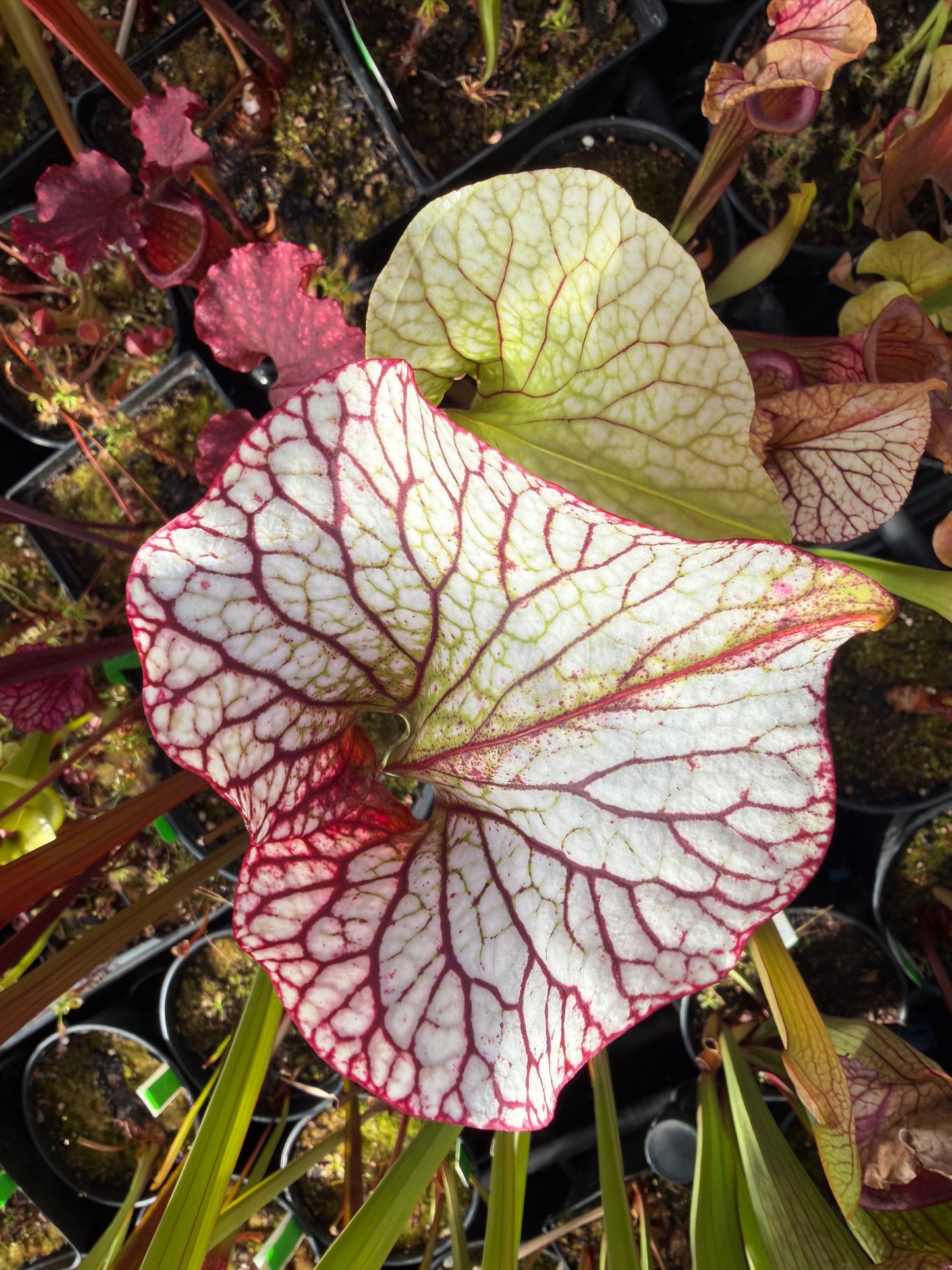 Sarracenia x HR-S06 Sister Of Bloody Punch (Shipped Bare-Root)